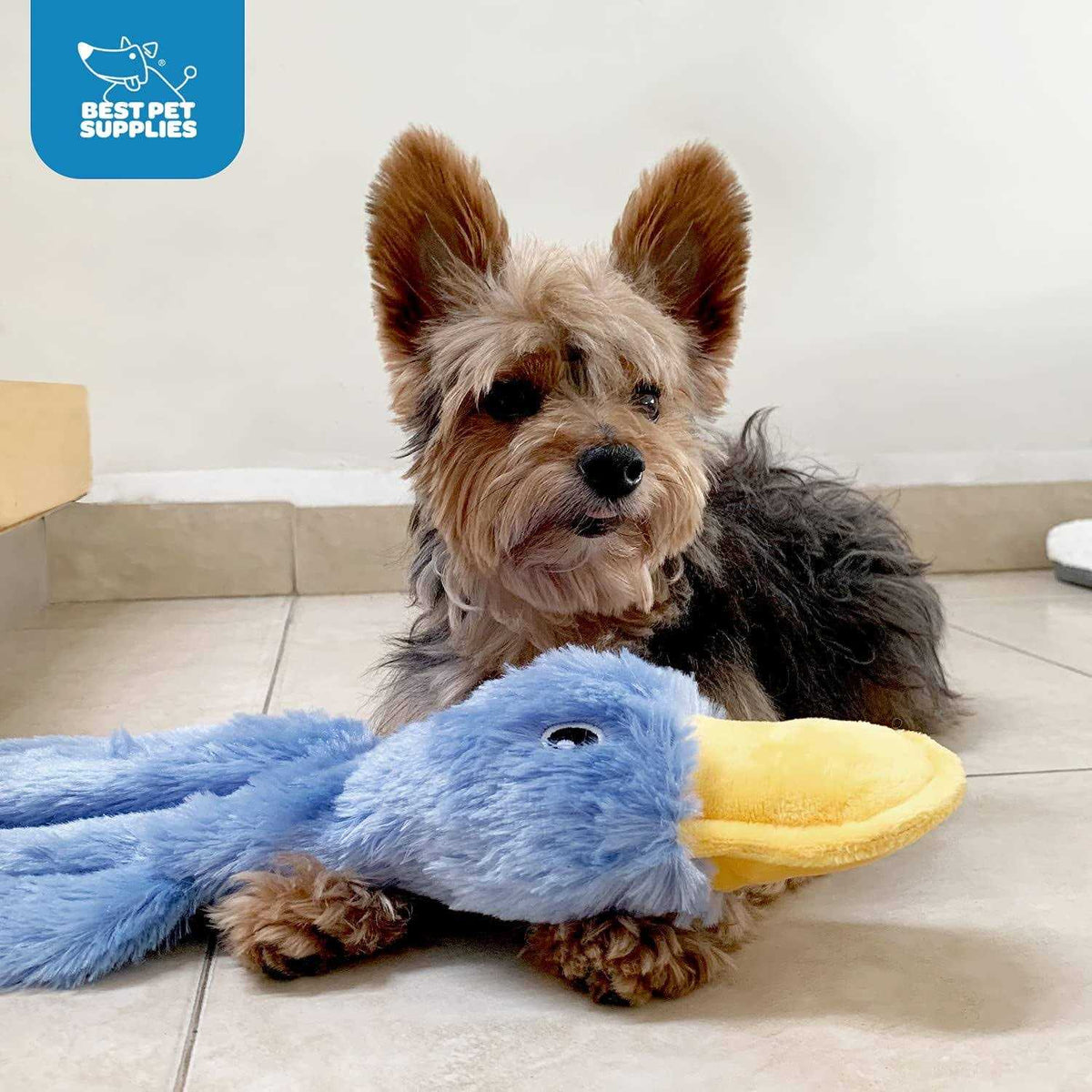Crinkle Dog Toy with Soft Squeaker B70255
