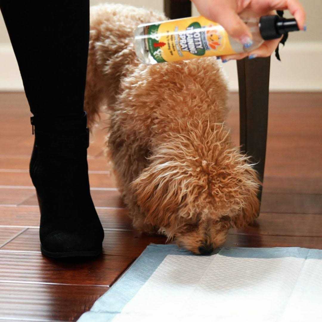 Indoor Outdoor Potty Training Spray A5860