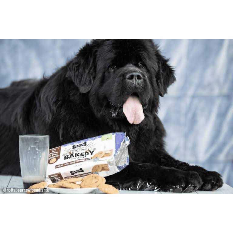 Carob Flavored Dog Treats W7304