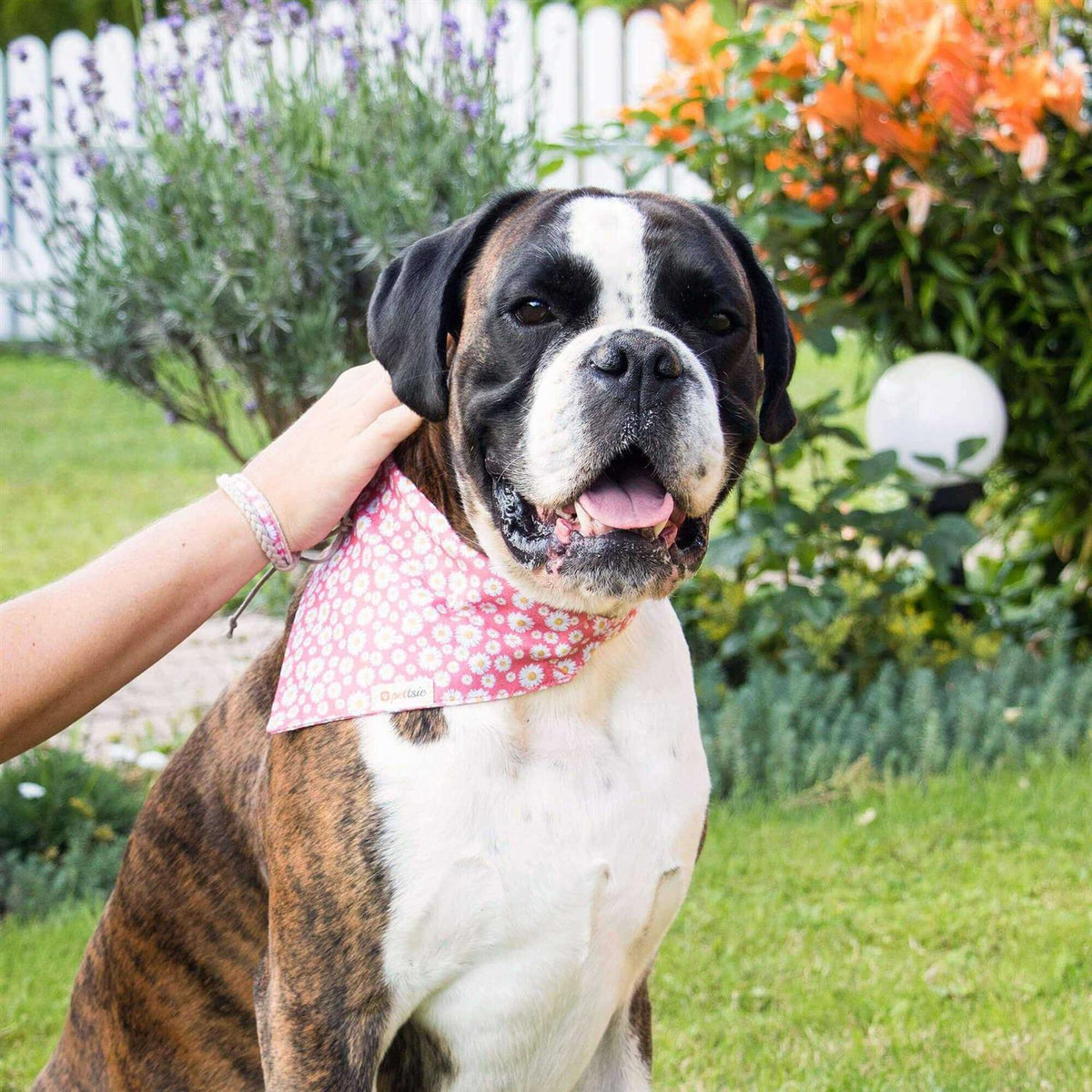 Matching Dog Collar, Bandana and Friendship Bracelet E2389