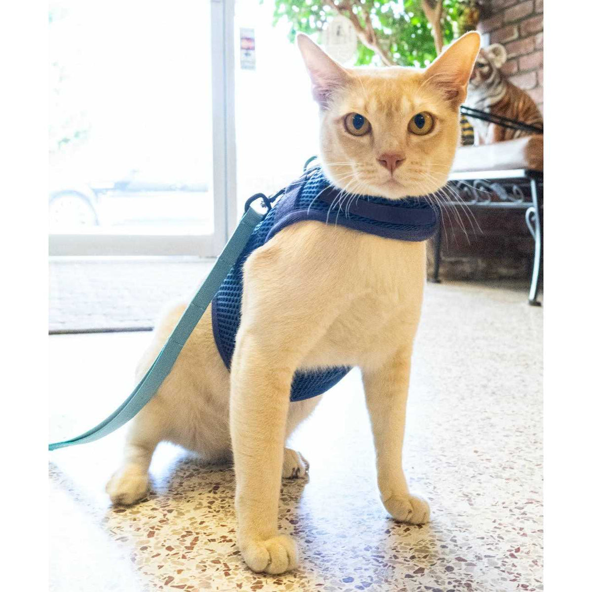 Cat Harness F457