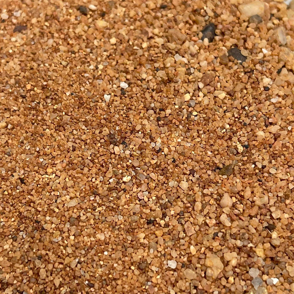Australian Desert Dragon Habitat Y24689