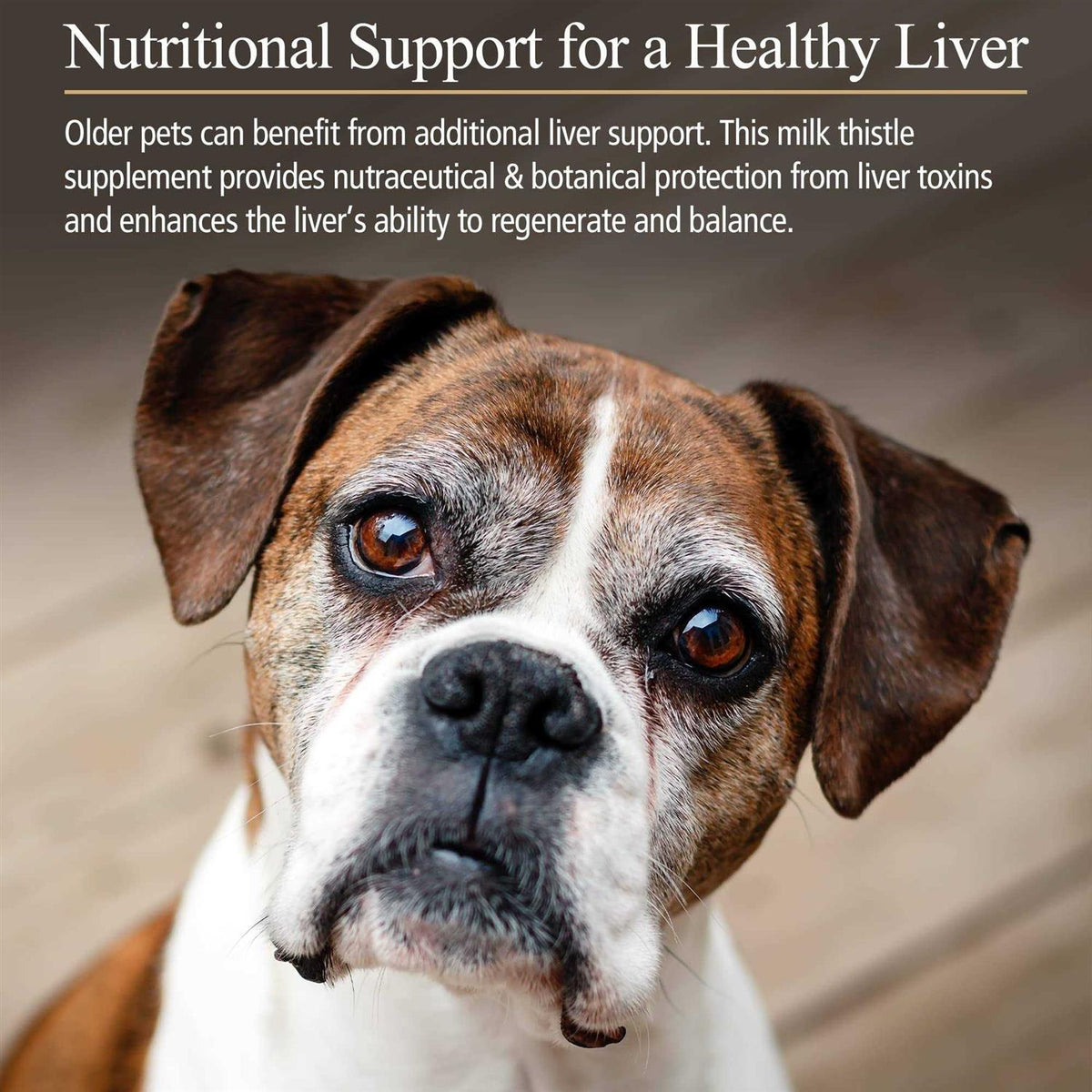 Hepato Support for Pets B6323