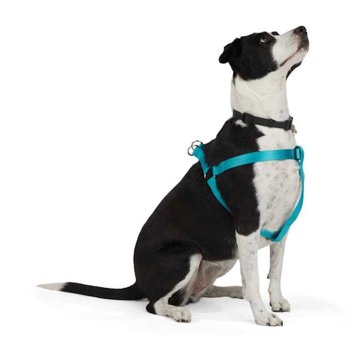 Dog Harness D6833