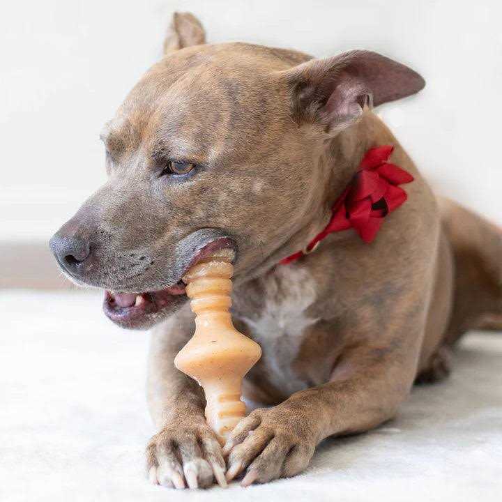 Chicken Dog Chew Toy H830