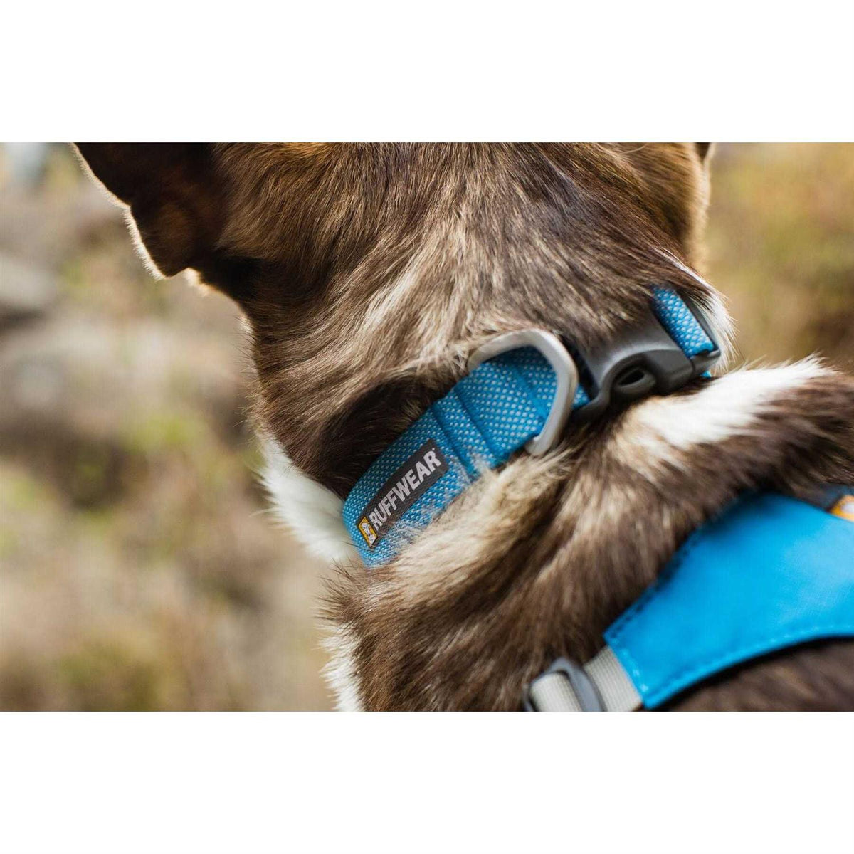 Hi Light Dog Collar D9401