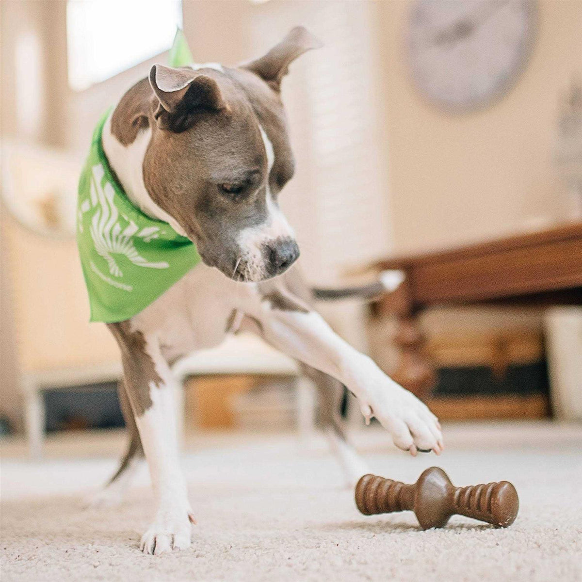 Chicken Dog Chew Toy H830