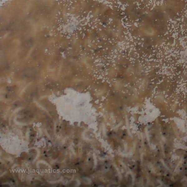 Frozen Mysis Shrimp Q416903