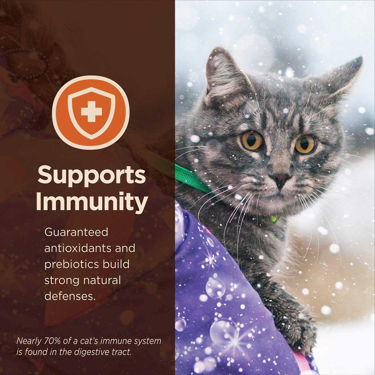 Chicken & Rice Dry Cat Food Y354