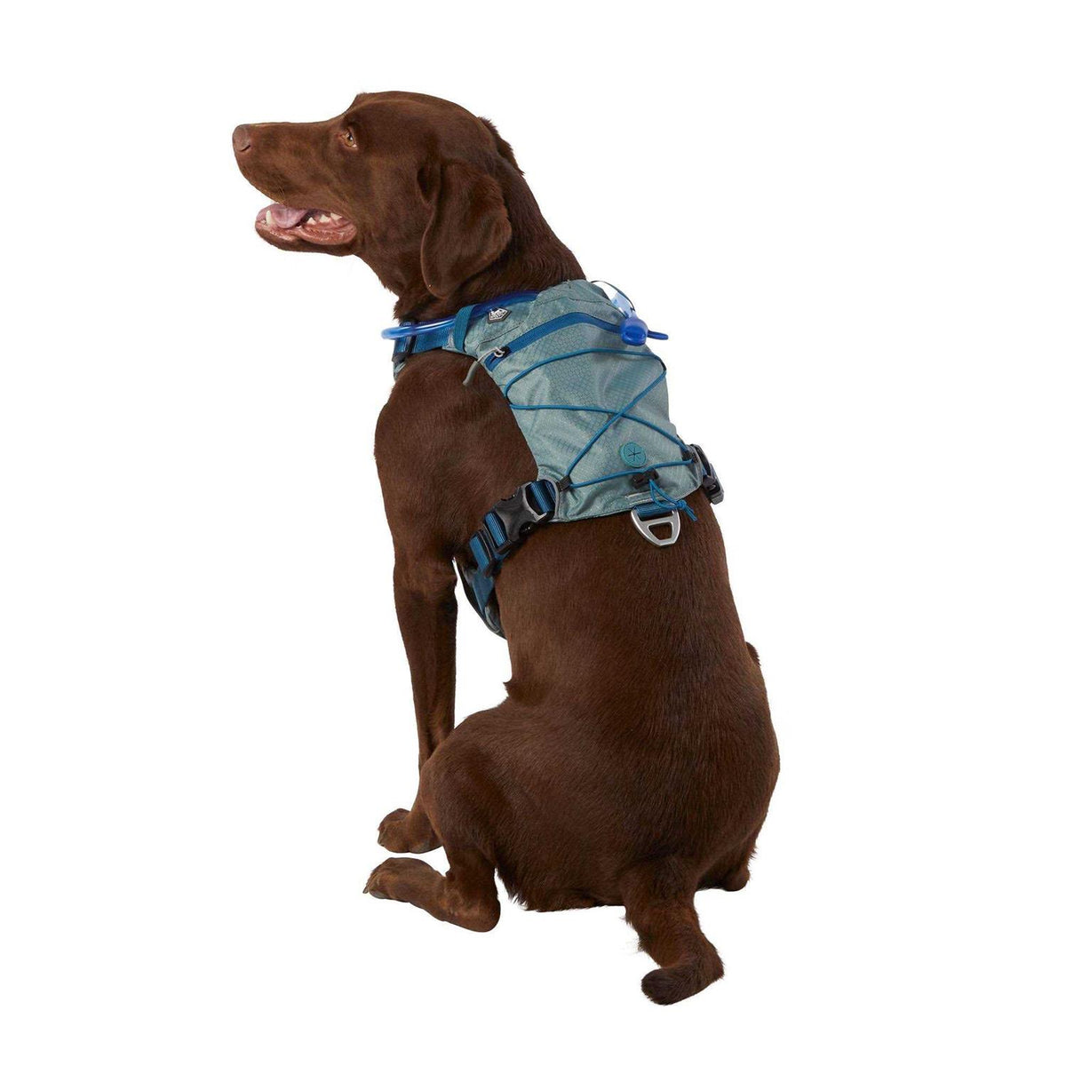 Dog Harness B705674