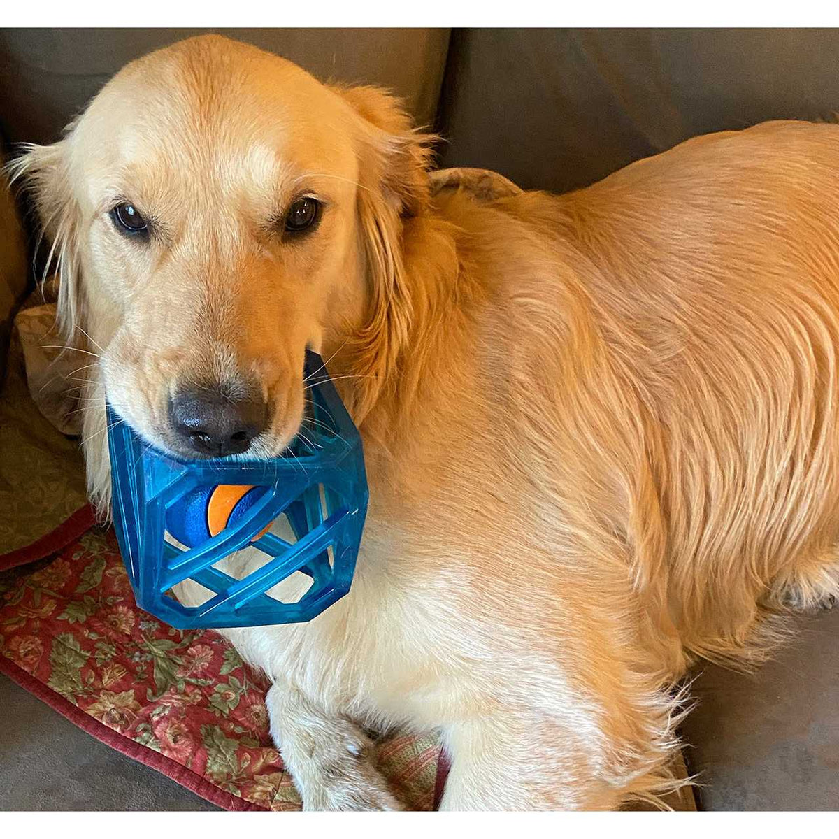 Interactive Dog Toy K4386