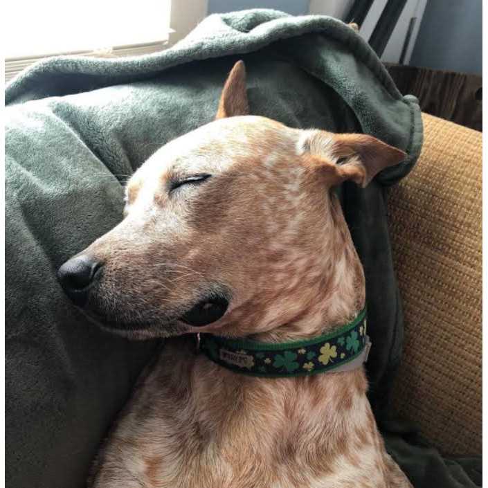 Dog Collar I22024