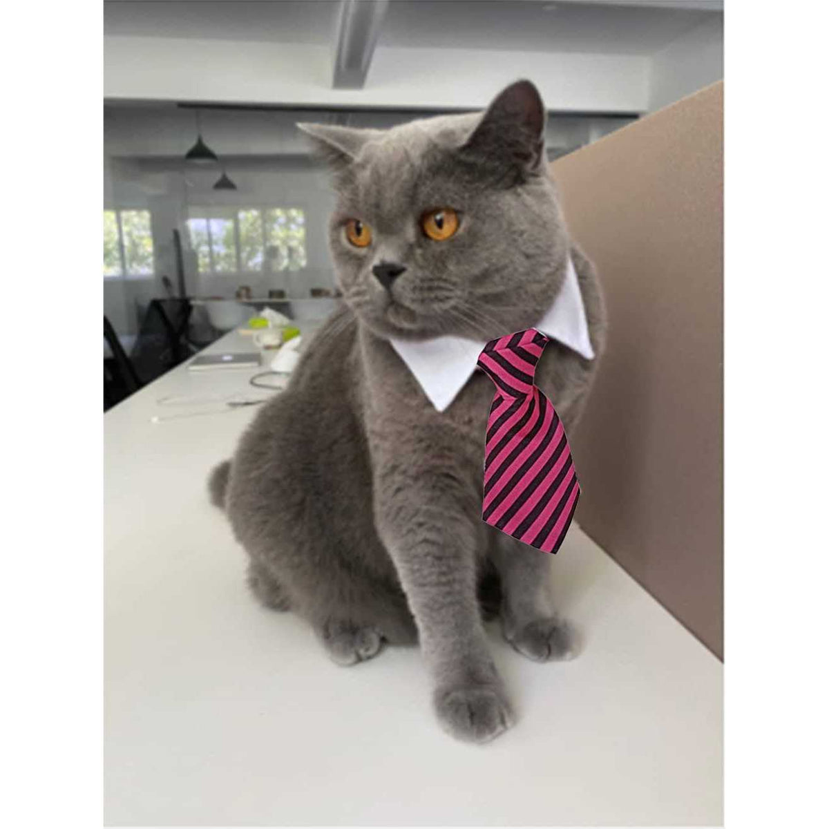 Adjustable Pet Bowtie Collar M872763