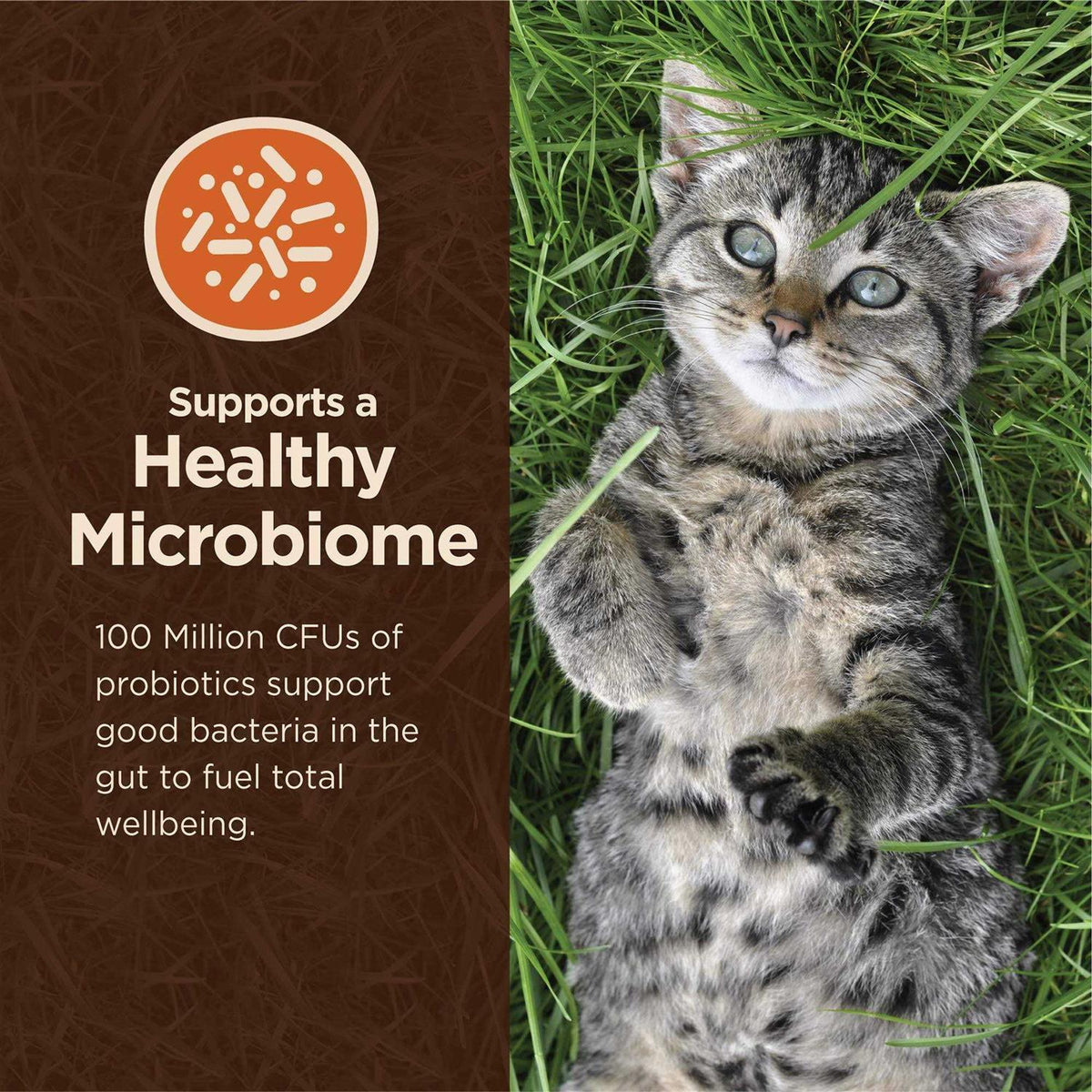Chicken & Rice Dry Cat Food Y354