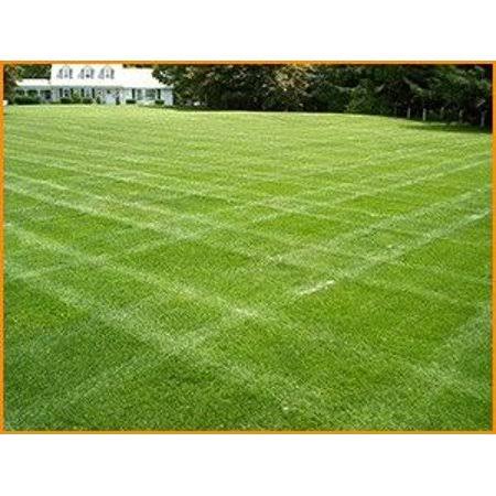 Centipede Grass Seed 1 lb R1049