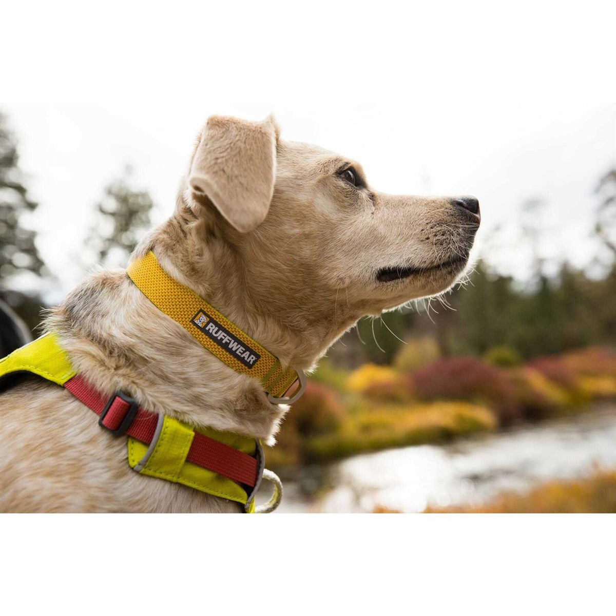 Hi Light Dog Collar D9401