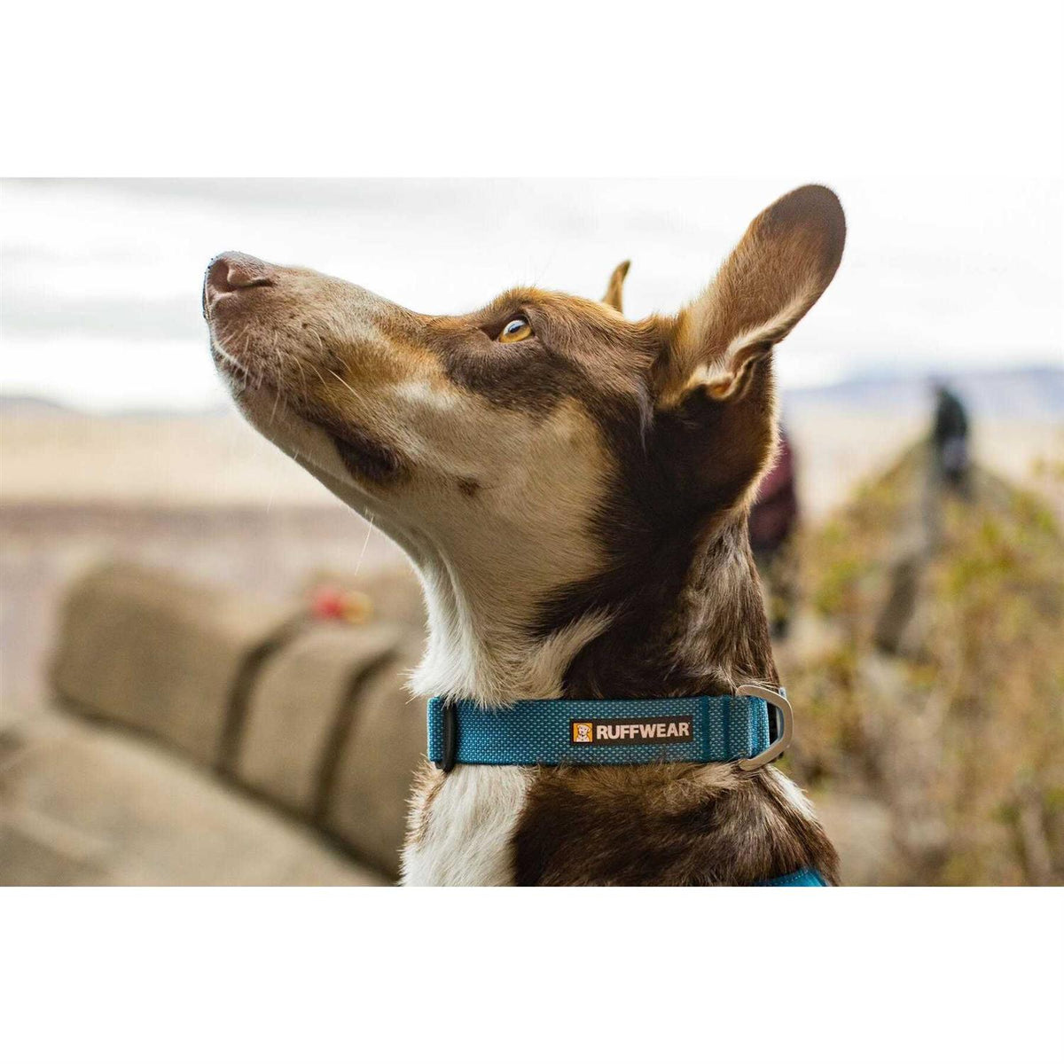 Hi Light Dog Collar D9401