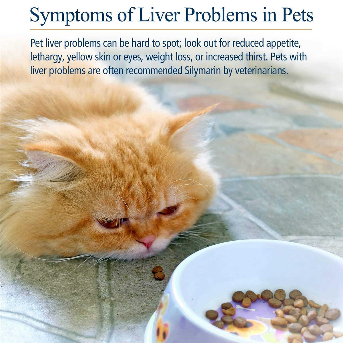 Hepato Support for Pets B6323