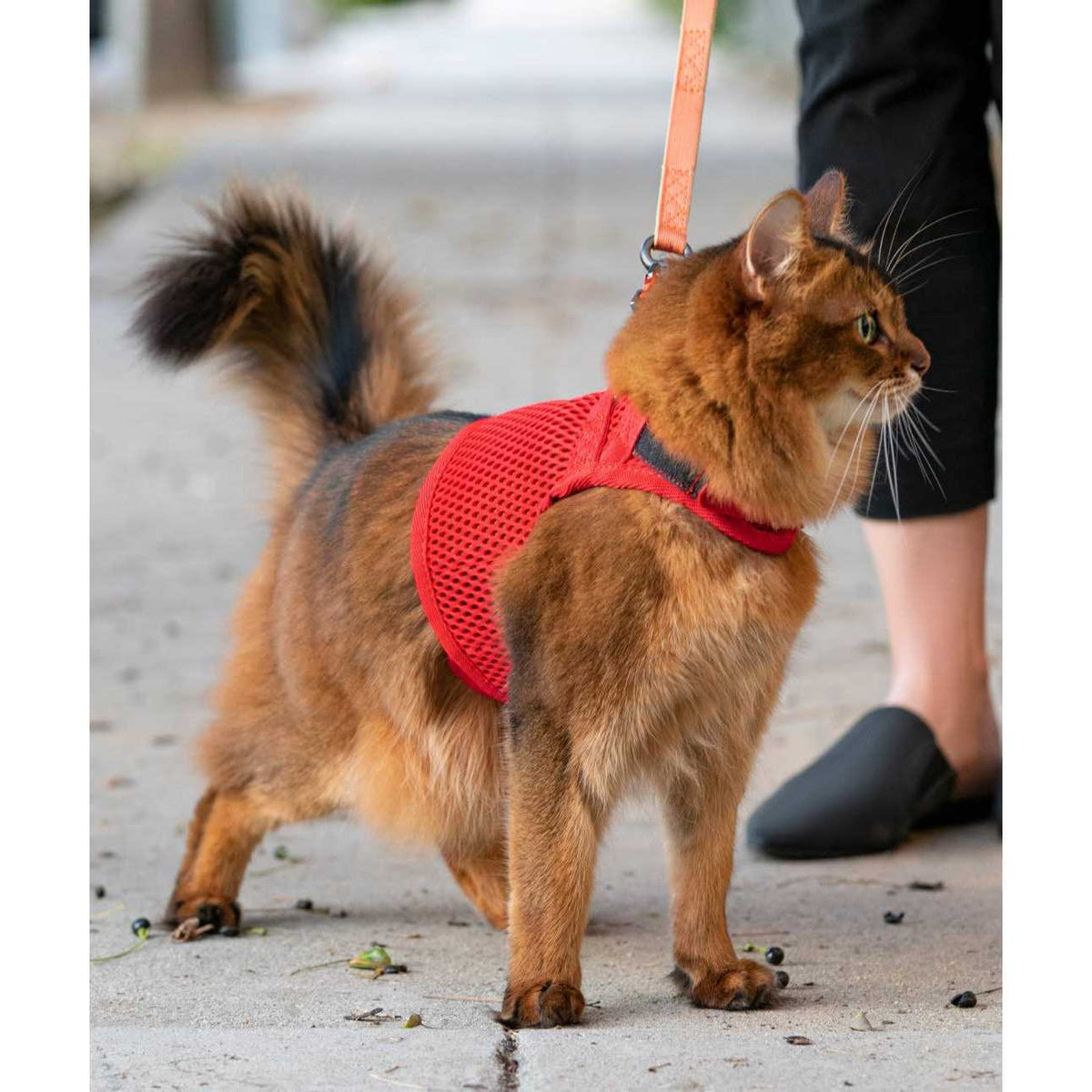 Cat Harness F457