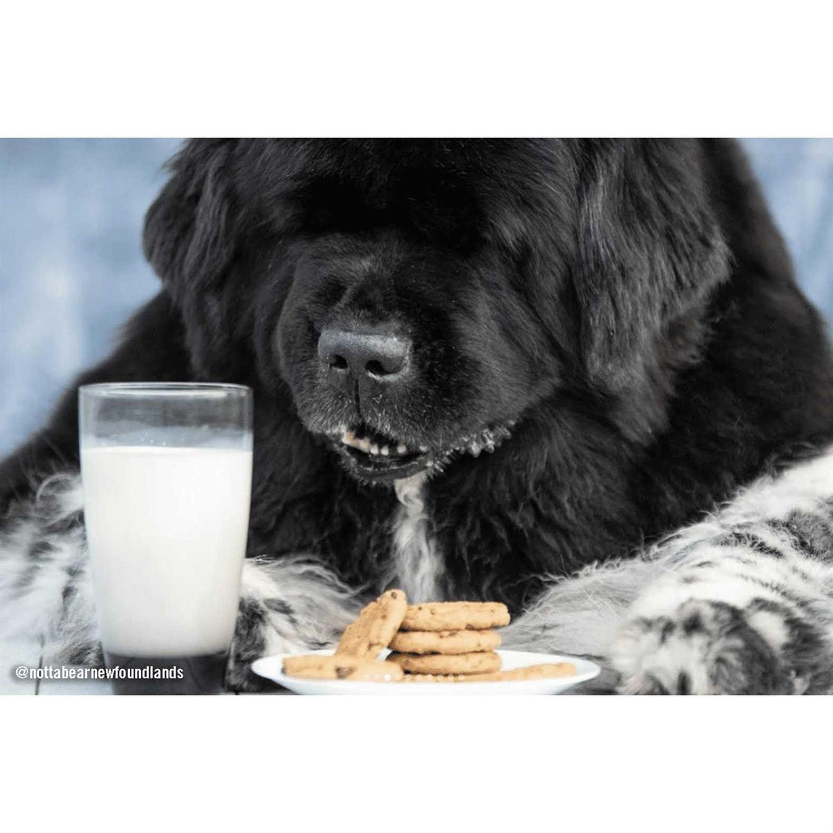 Carob Flavored Dog Treats W7304