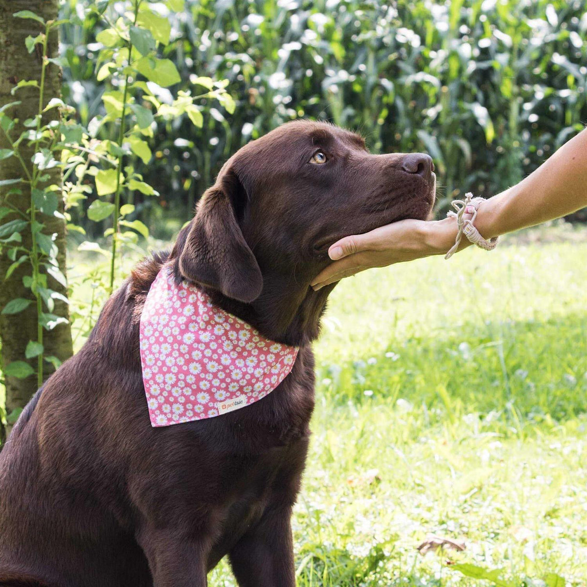 Matching Dog Collar, Bandana and Friendship Bracelet E2389