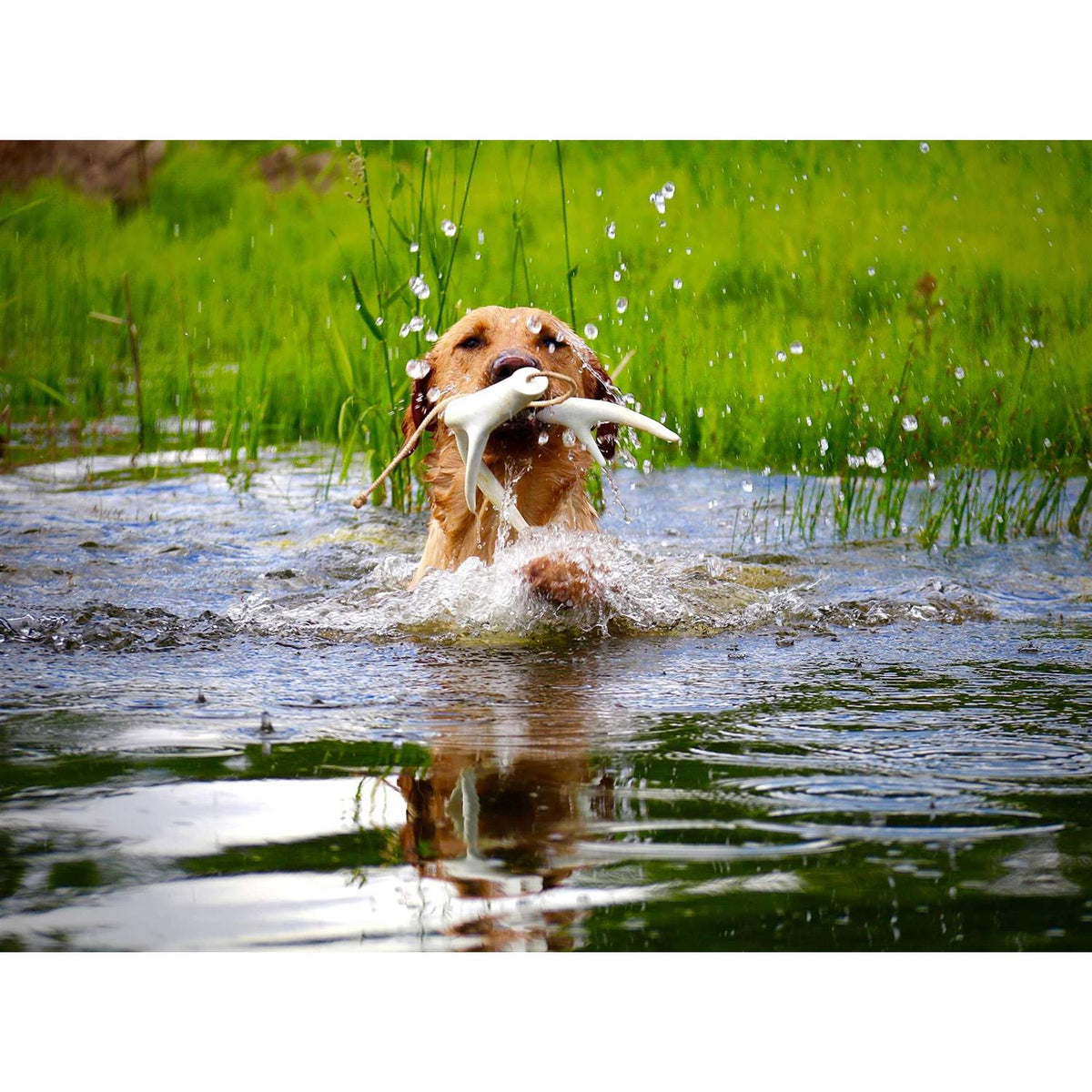 Dog Training Antler Retrieving System I102