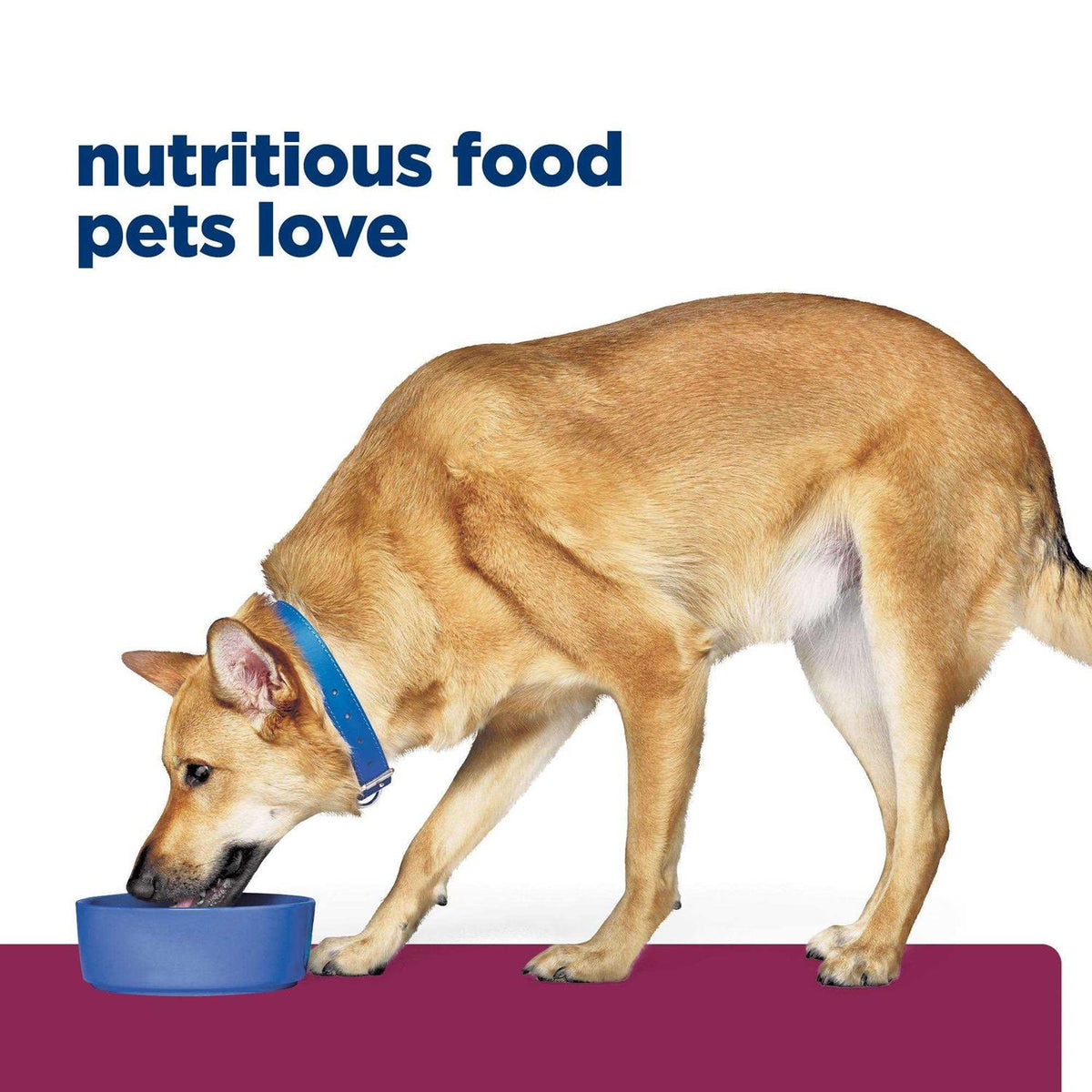 Canned Dog Food with Turkey I2837