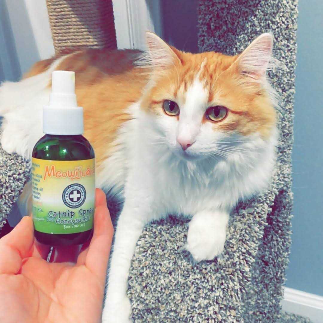 Catnip Spray P272195