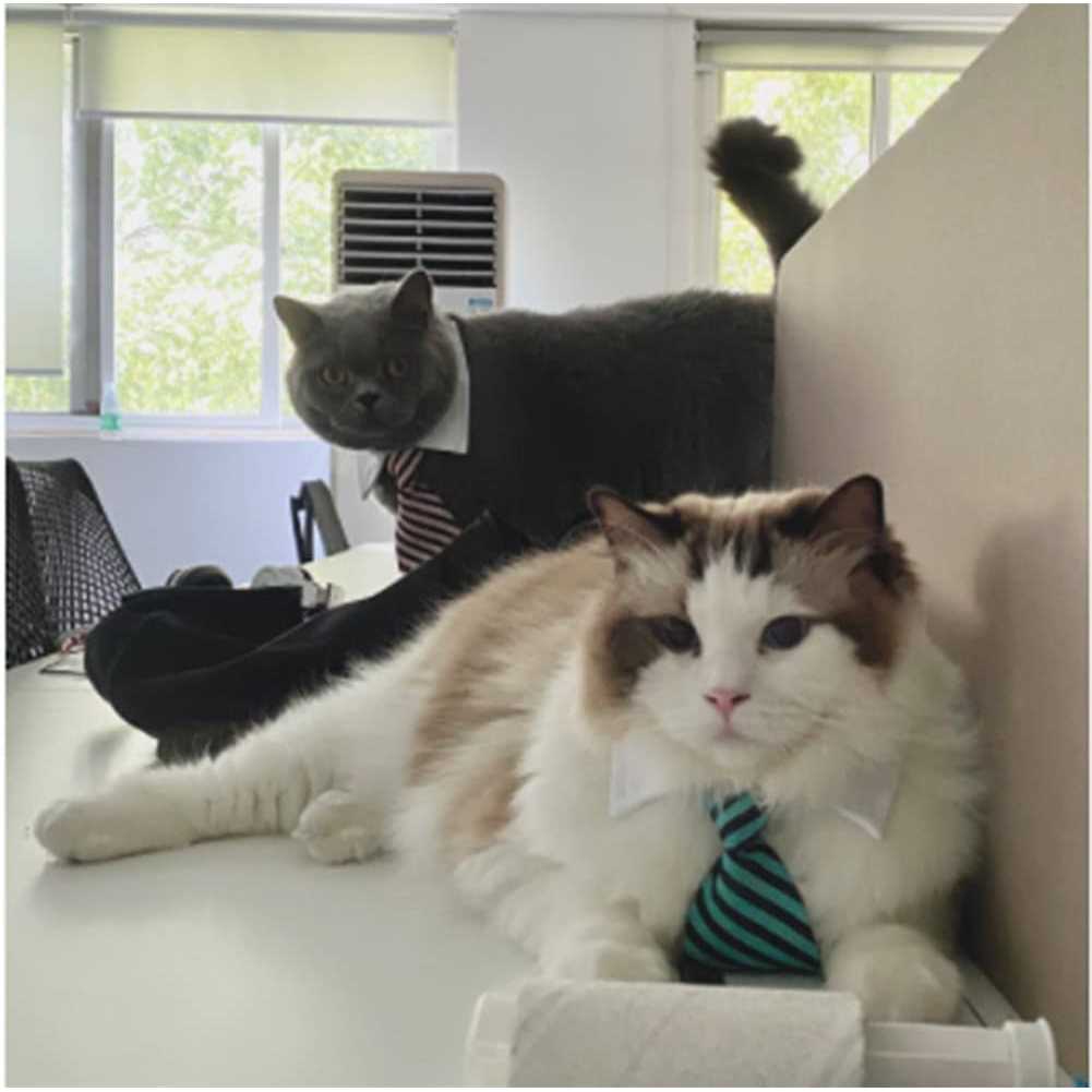 Adjustable Pet Bowtie Collar M872763